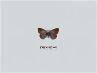 藏品(小灰蝶科)的圖片